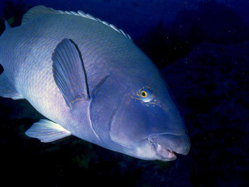 Blue gropers caught 390 times before new fishing ban | Kyabram Free Press