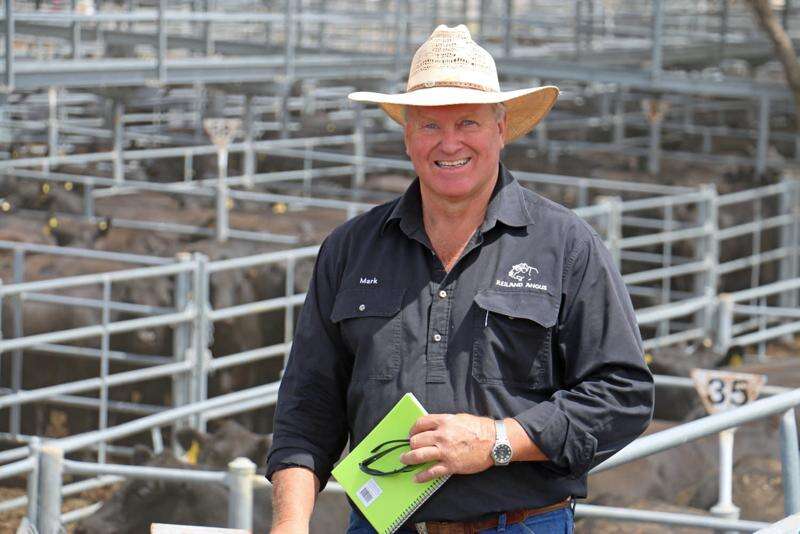 Angus breeder's cows and heifers going under hammer in Gundagai ...