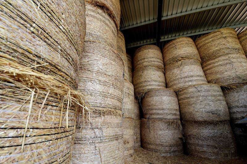 Roughage is essential in winter | Shepparton News