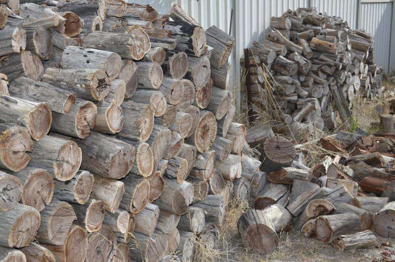 Sheed chainsaws are going day and night Country News