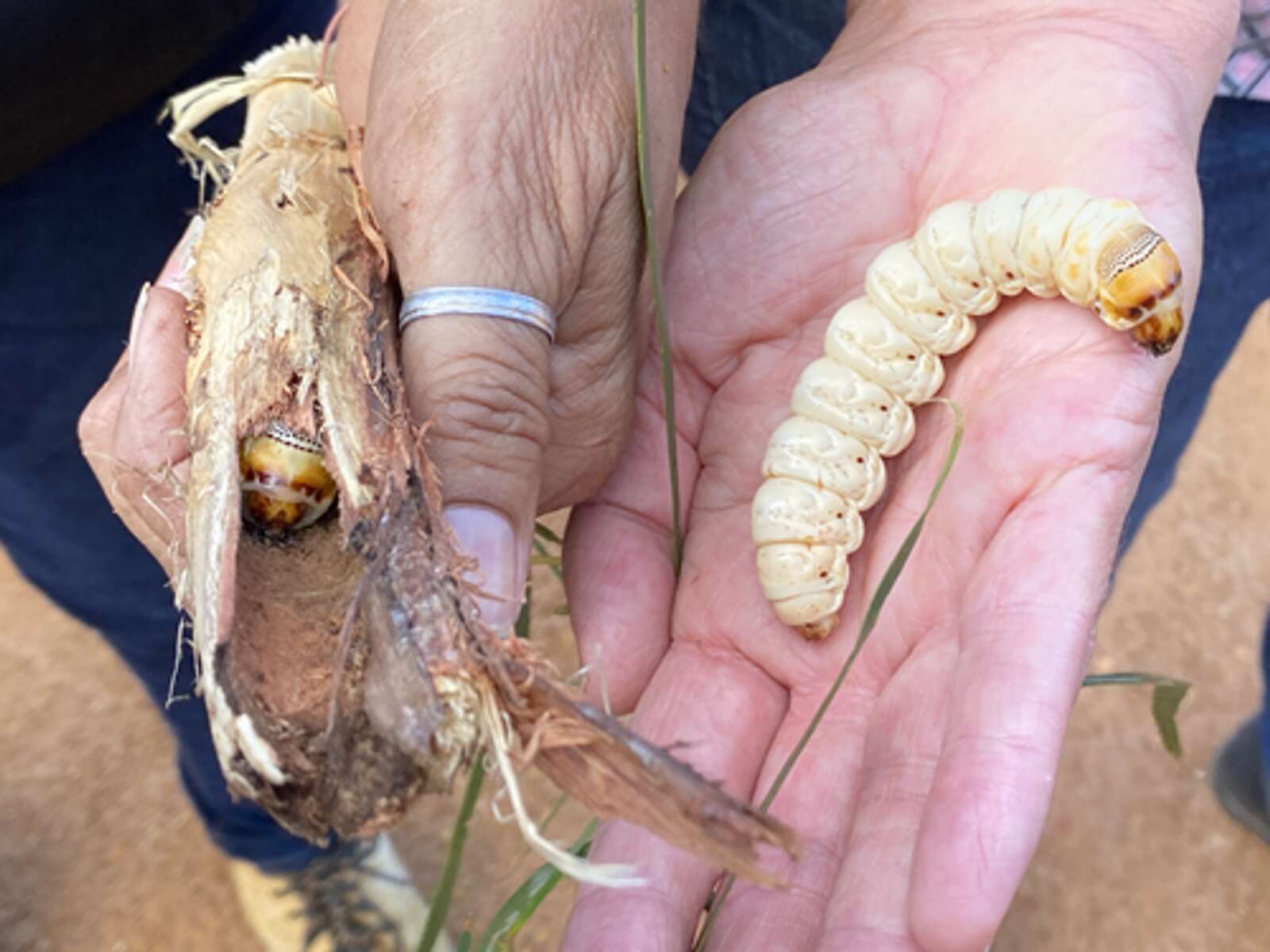 Breaking new ground | Shepparton News