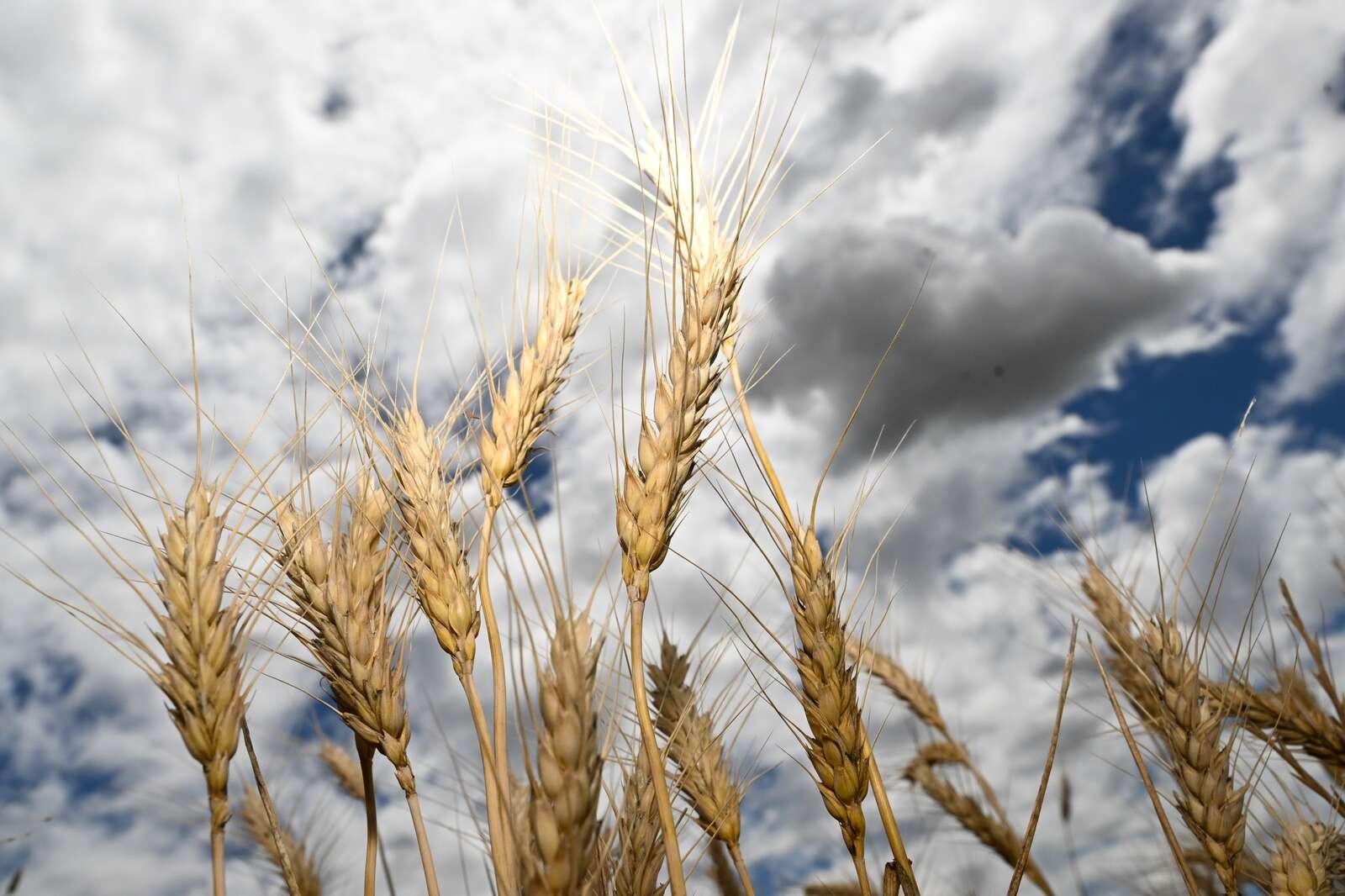 Grain storage switch