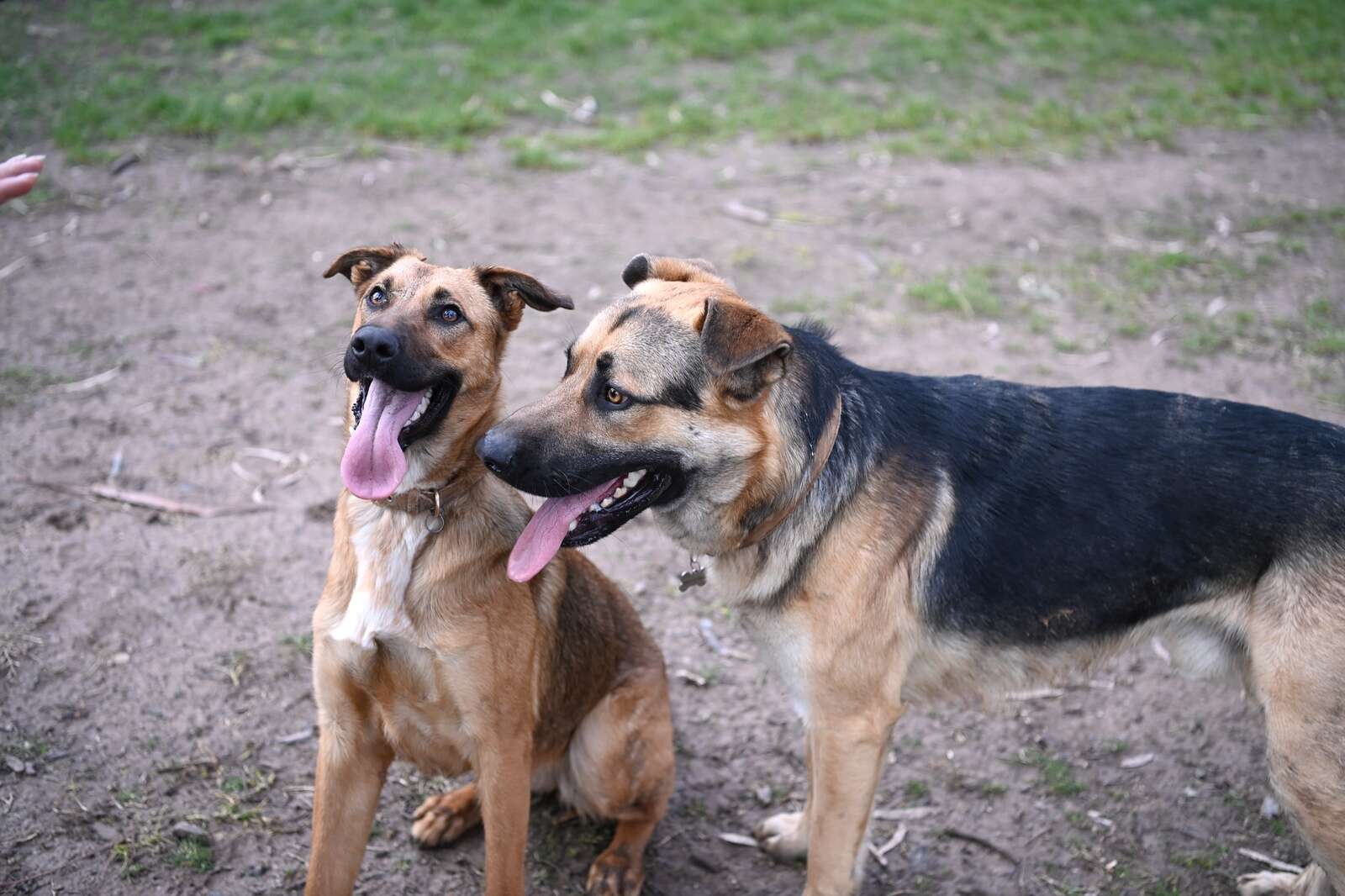 German shepherd store x bull arab