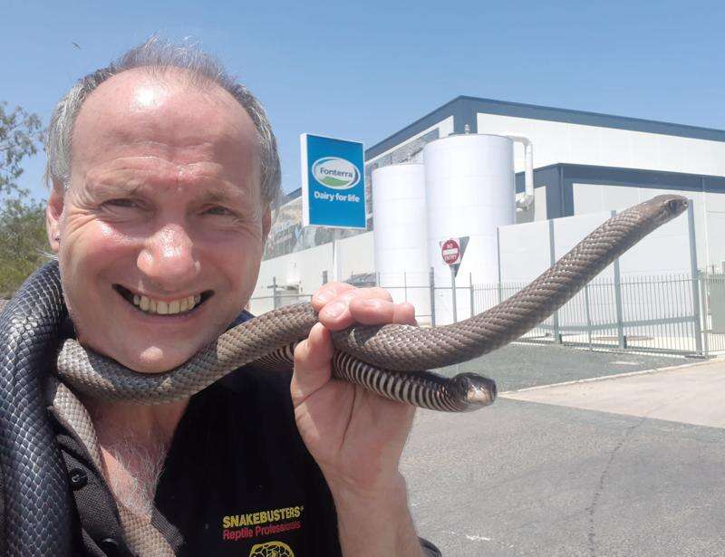 Factory workers snake catchers Country News