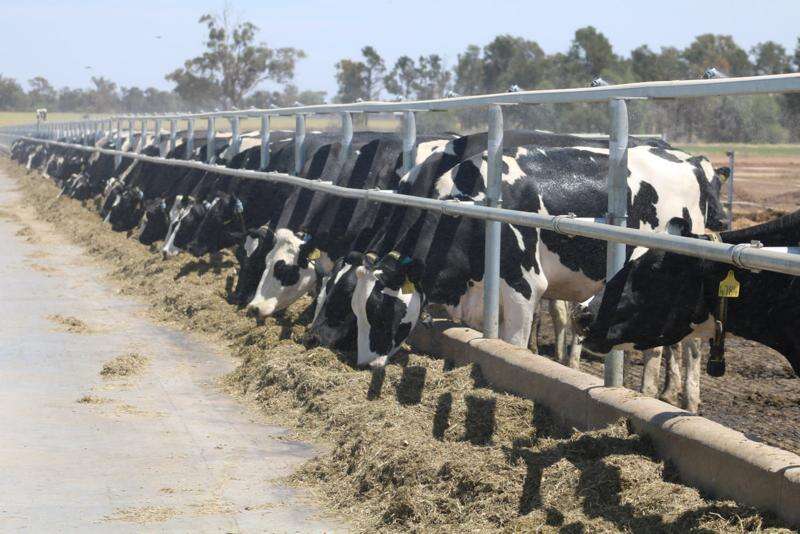 Top tips for feedpads and calving pads Dairy News Australia