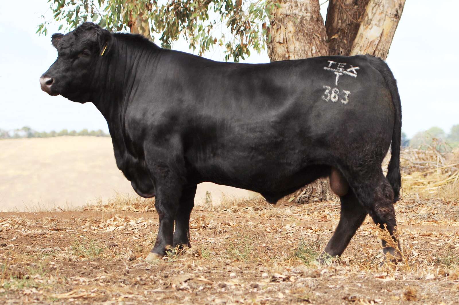 First Texas Thunderstruck T383 sons to go under the hammer in 2026