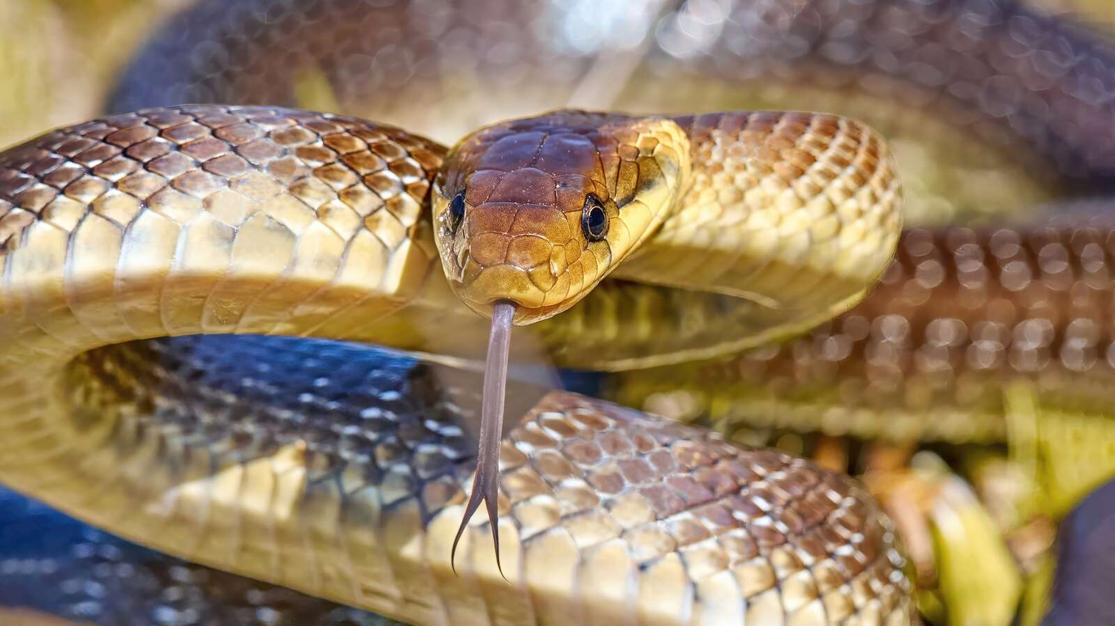 Snakes are on the move | Campaspe News
