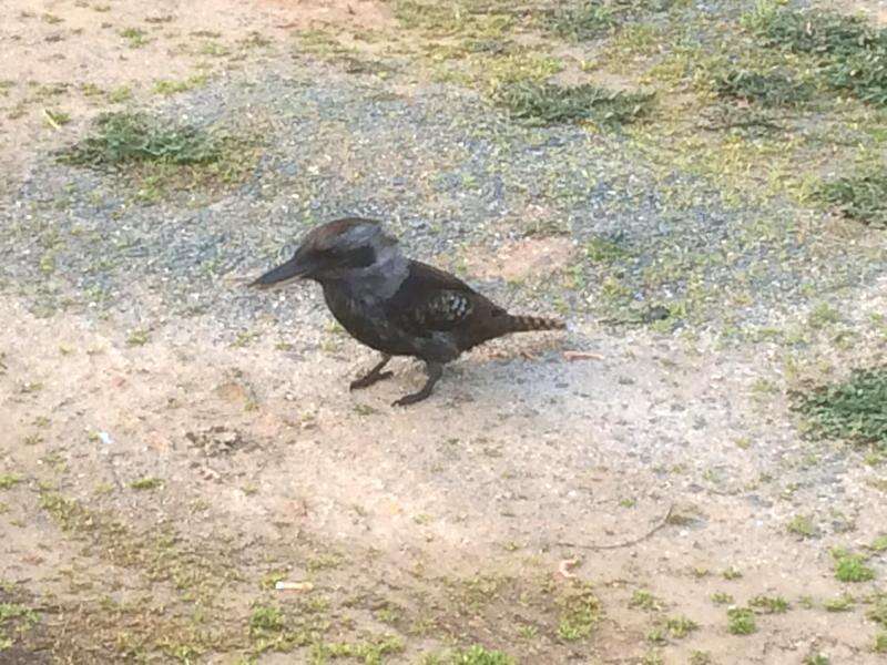 Rare Sight Birds Taking Down Rabbits See The Evidence - u80nst6