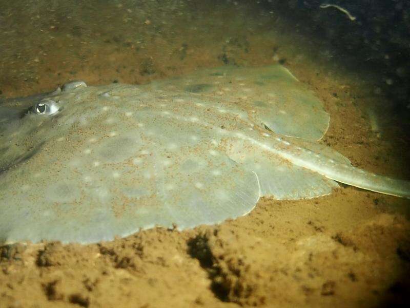 Ray of light for endangered Tasmanian fish species | Dairy News Australia