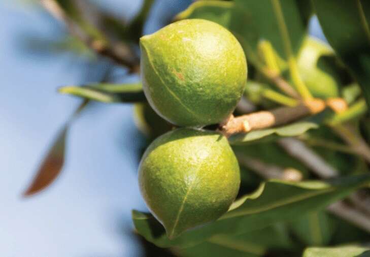 Breeding better macadamia trees for Australian growers