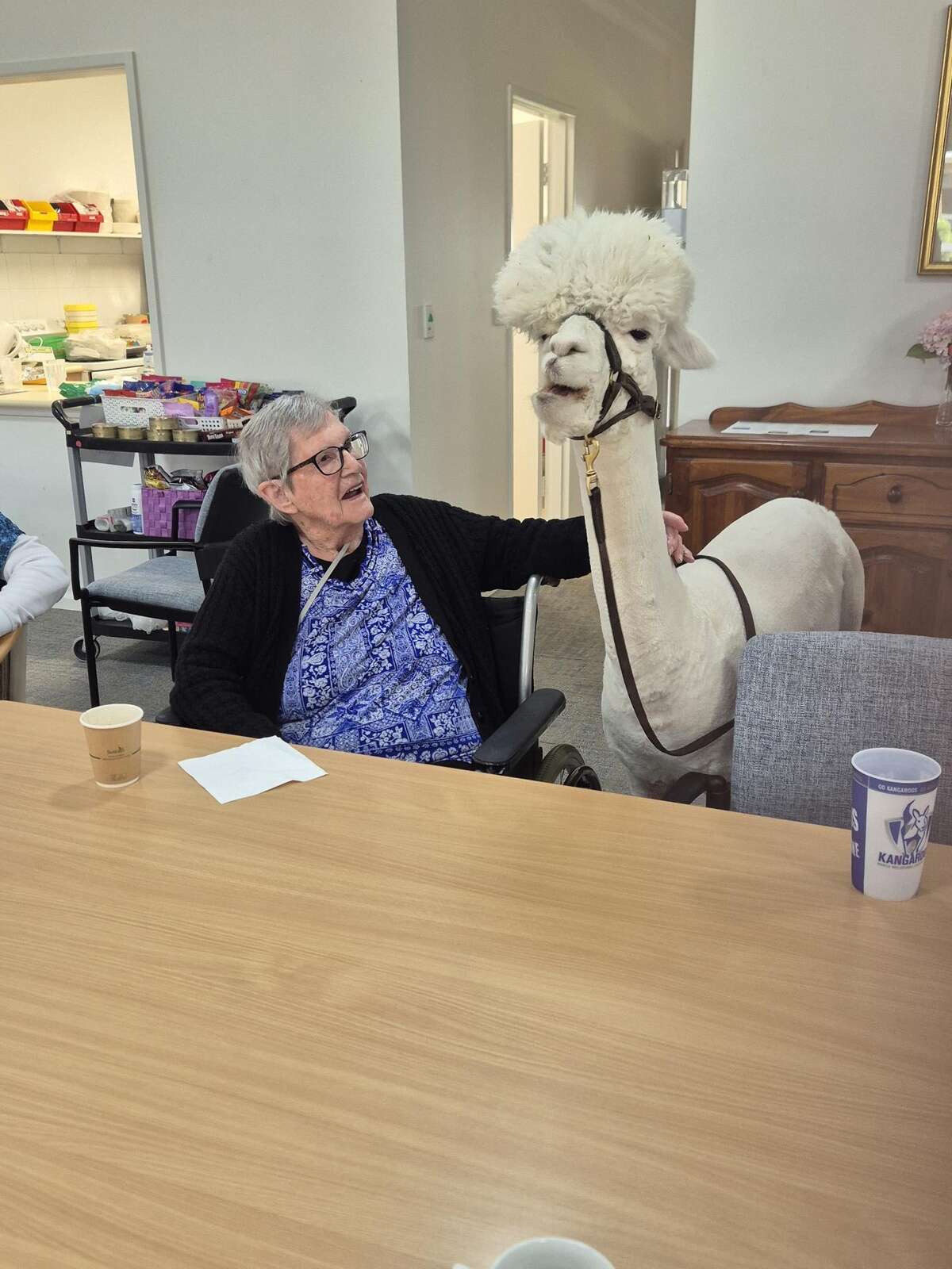 Lots of smiles from playful alpaca visits | Deniliquin Pastoral Times