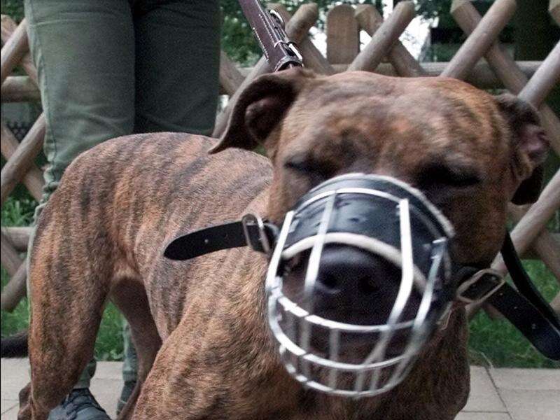 laws-targeting-dangerous-dogs-to-be-introduced-in-qld-country-news