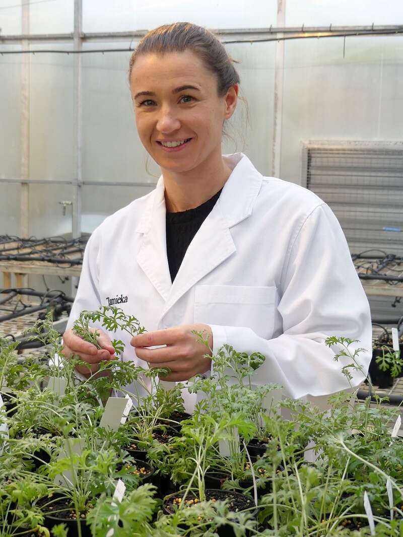 Research could transform pyrethrum crops Country News