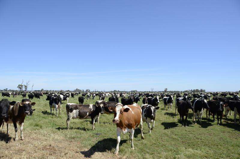 Kyvalley secures milk contract Dairy News Australia