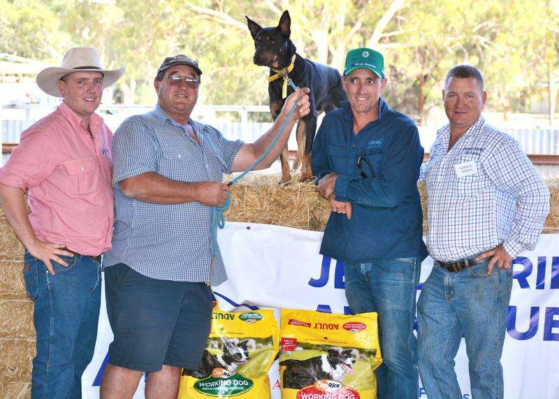 Numbers on the rise at cattle auction | Dairy News Australia