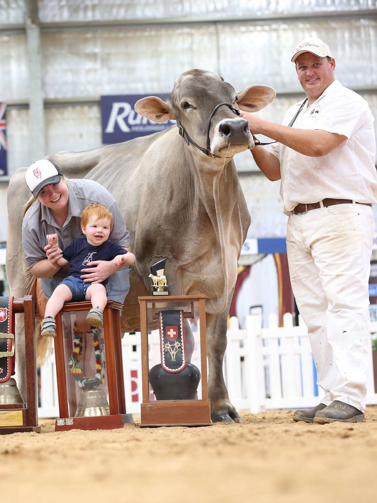 Premier Brown Swiss sale
