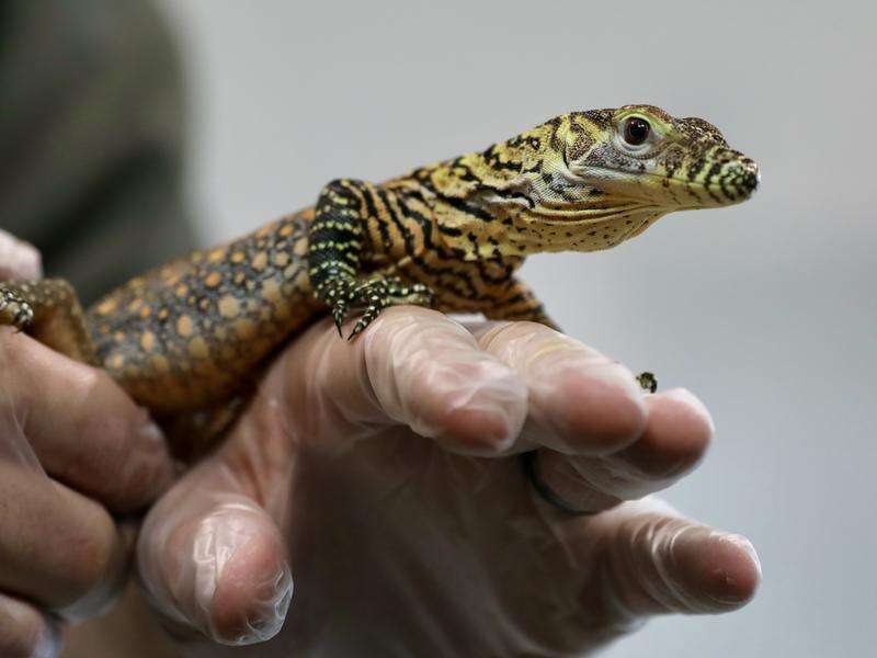 First komodo dragons hatch at Aussie zoo | Dairy News Australia