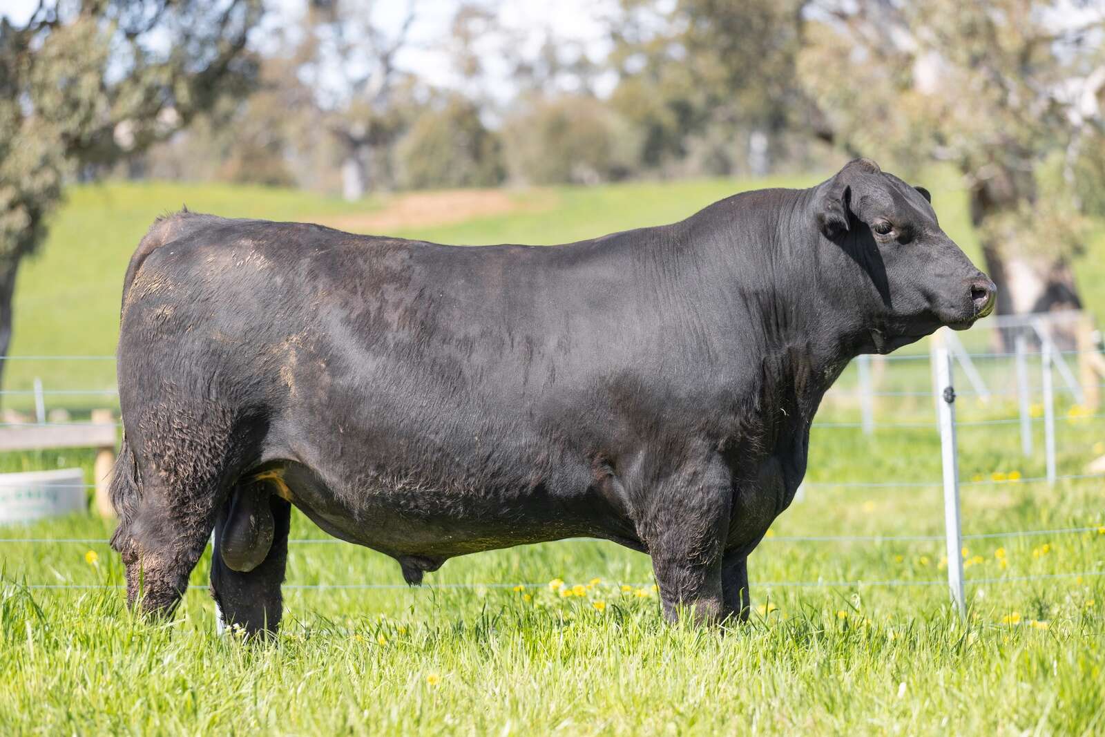 Strict bull screening is key | Corowa Free Press