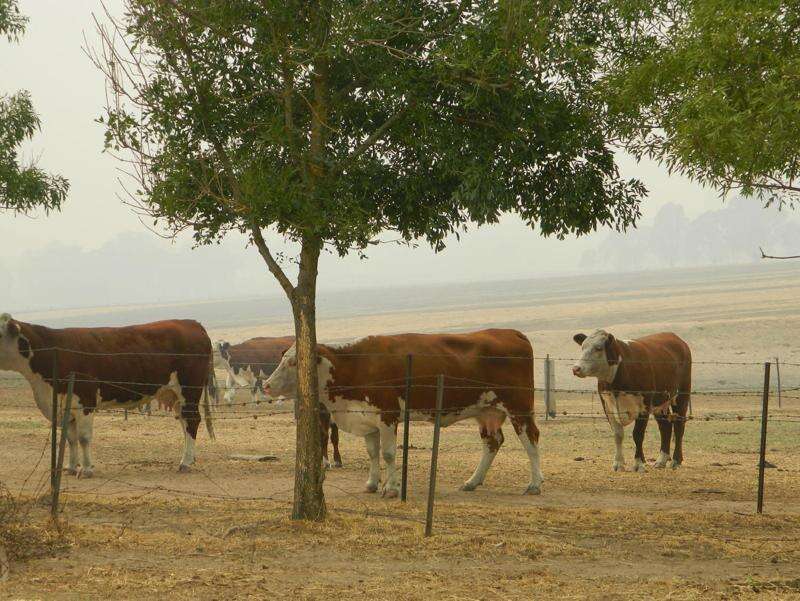 Bushfire recovery jobs for northeast and Gippsland Country News