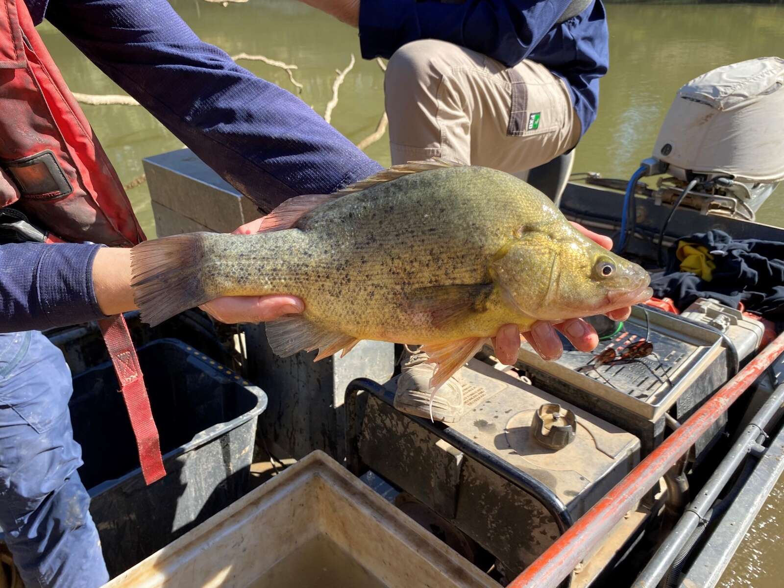Environmental water release to boost native fish in Goulburn River