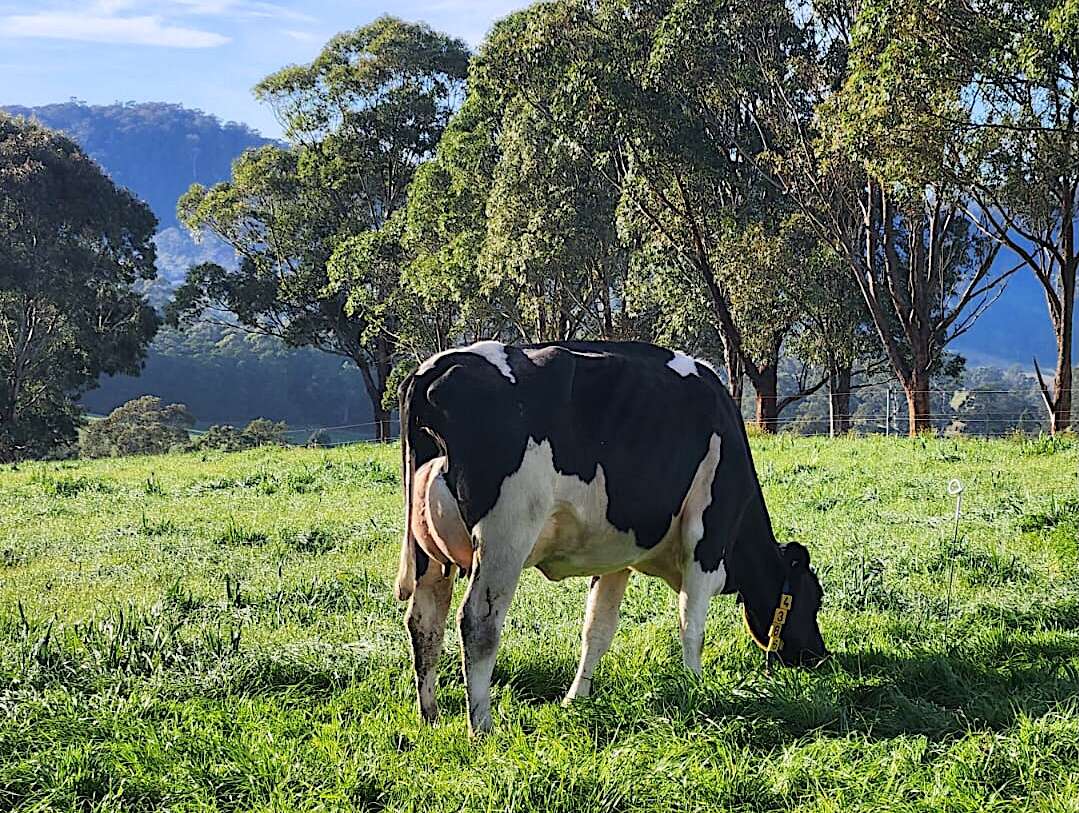 Sale celebrates a century of breeding | Campaspe News