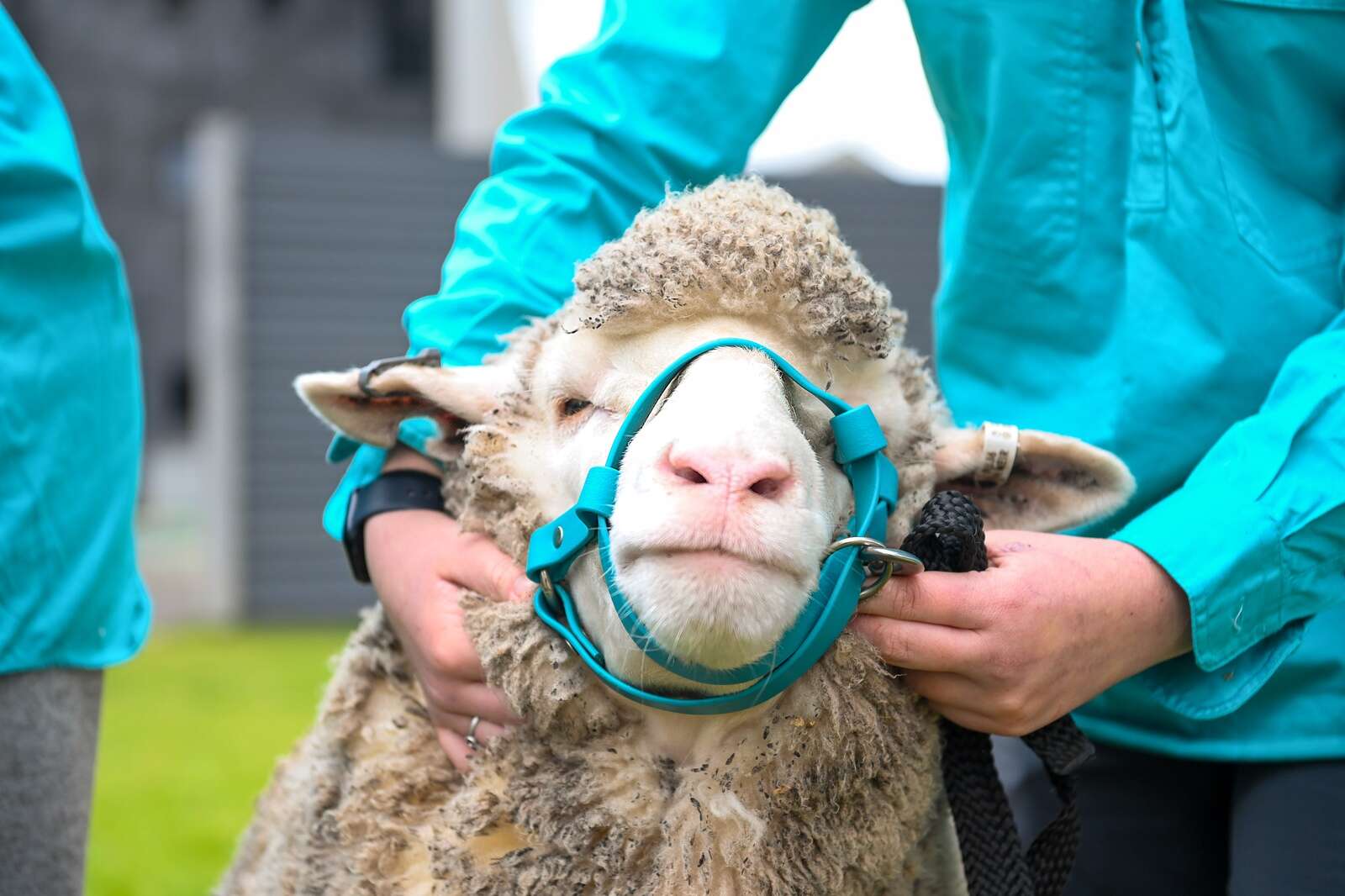 Agricultural students bound for schools challenge
