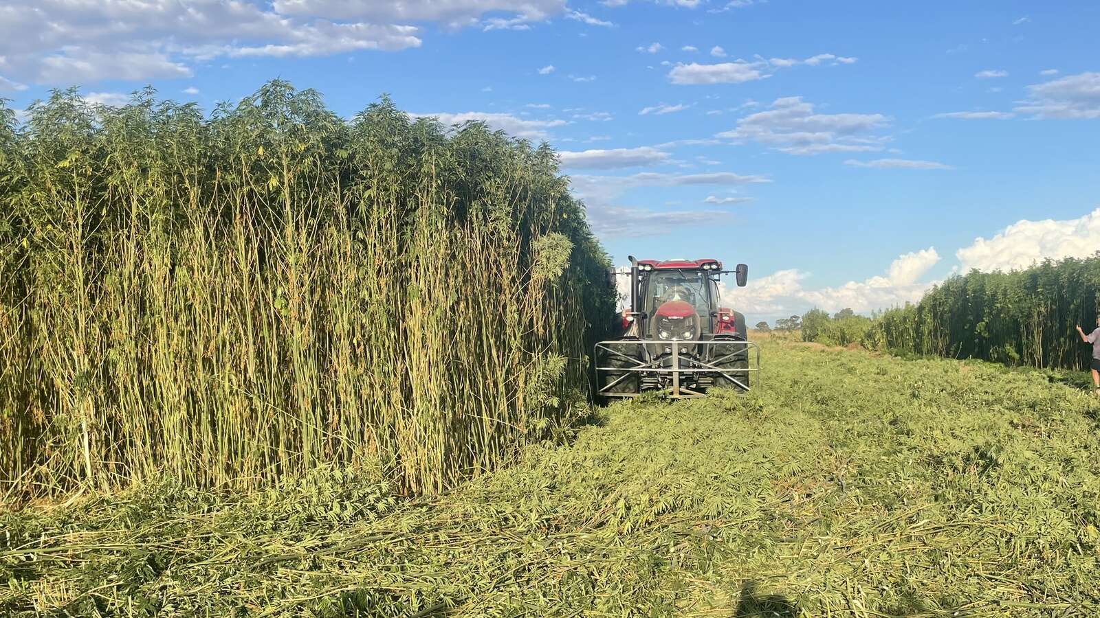 Hemp growing field day