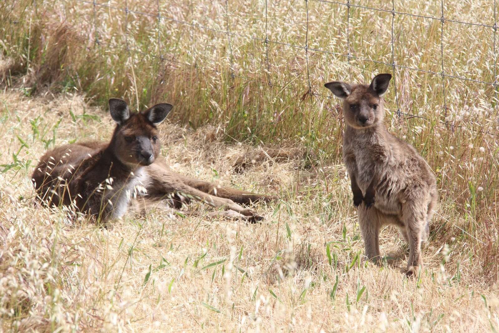 No change to ’roo control | Dairy News Australia