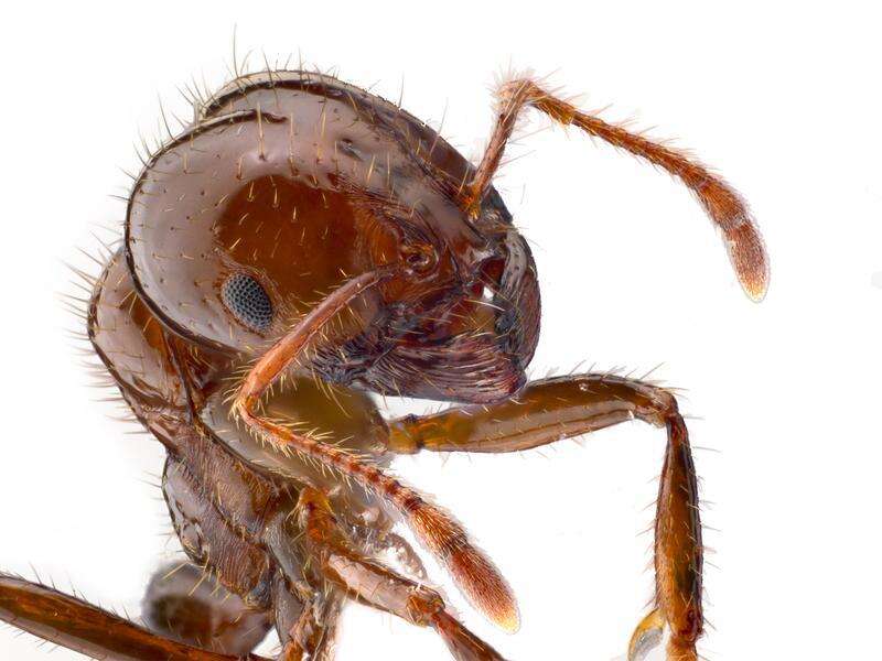 Landowners go cold on mandatory fire ant poisoning | Campaspe News