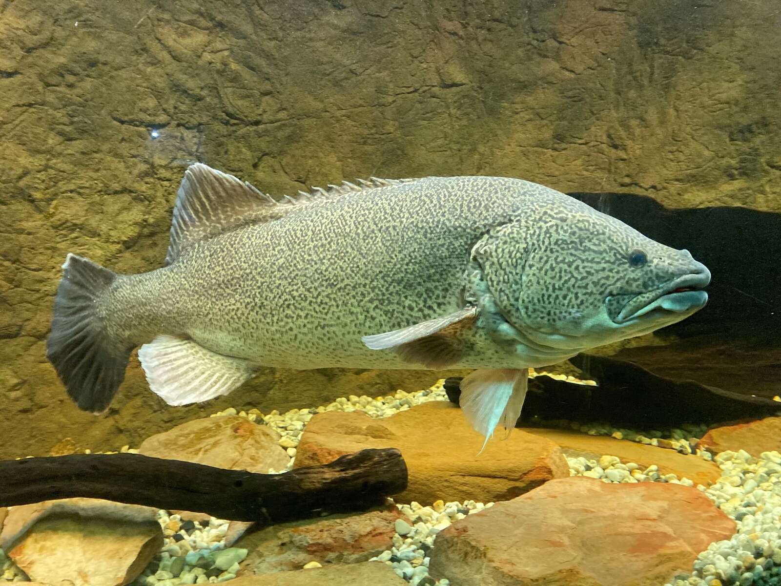 Keep cod off your rod | Deniliquin Pastoral Times