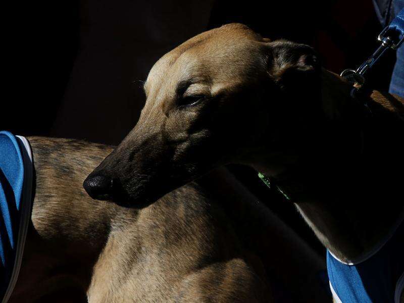 Greyhound trainer suspended after mistreatment claims Riverine Herald