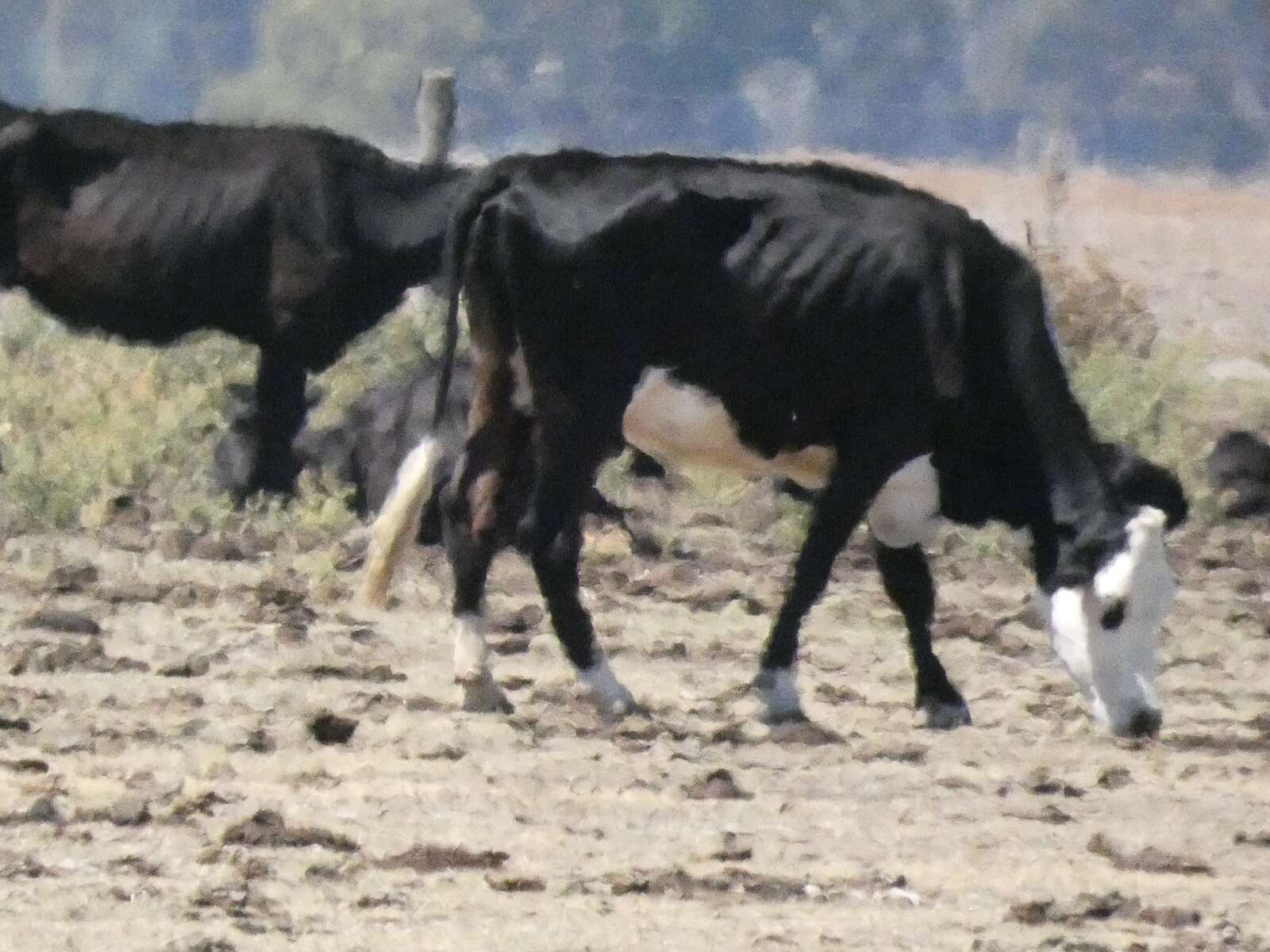 Cattle welfare investigation | Campaspe News