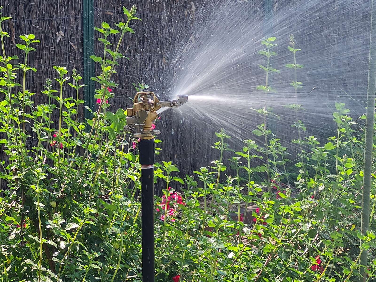 My Word | The Great Sprinkler War of spring ’23 | Dairy News Australia
