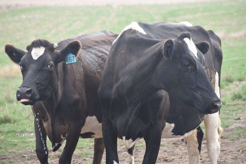 Veterinarian leads new phase in Australian dairy animal care