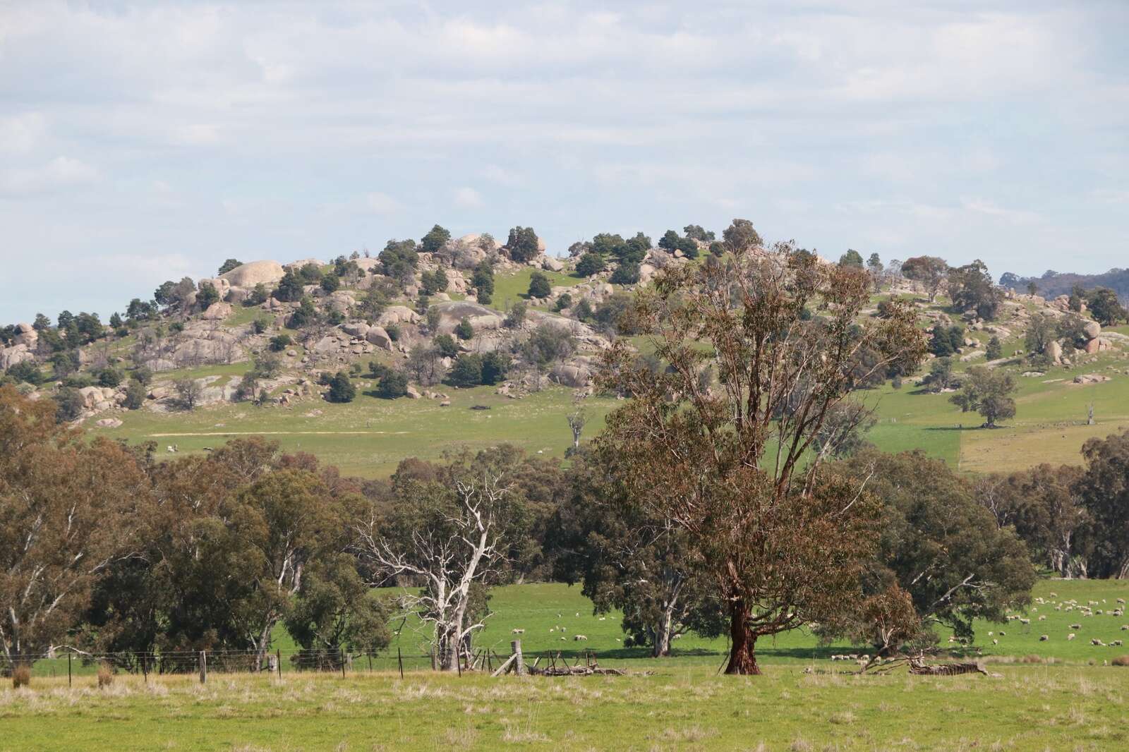 Council structures under review Deniliquin Pastoral Times