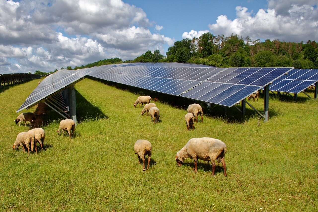 Solar panels and sheep | A partnership set to transform Glenrowan West ...
