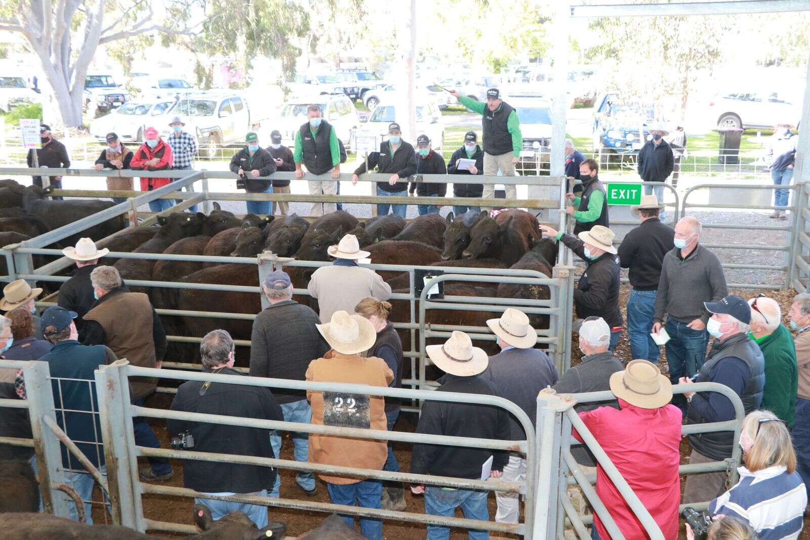 Strong cattle sale at Euroa Country News