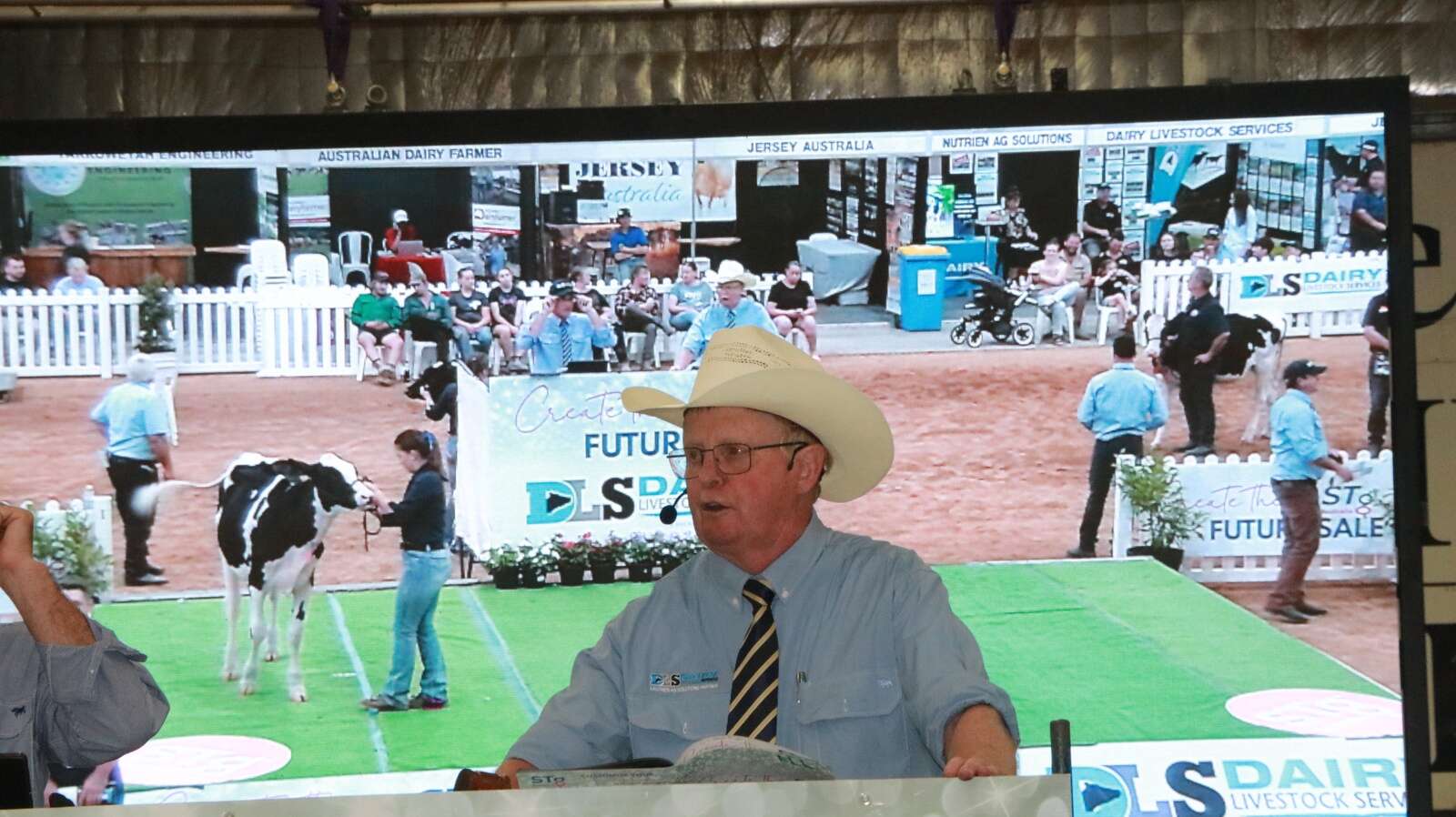 Brown Swiss heifer tops sale