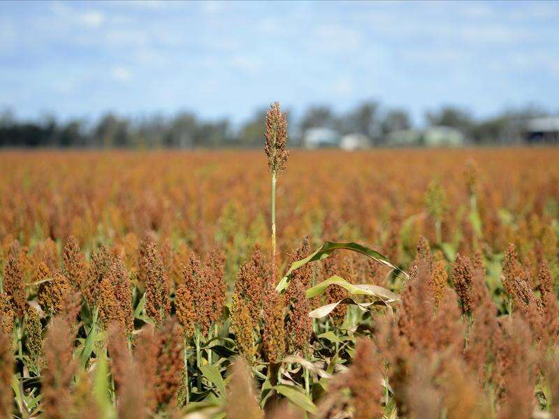 Emissions targets costly for grain growers Shepparton News