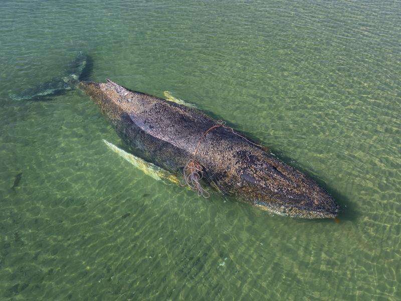 Whale carcass off Denmark could explode at any moment