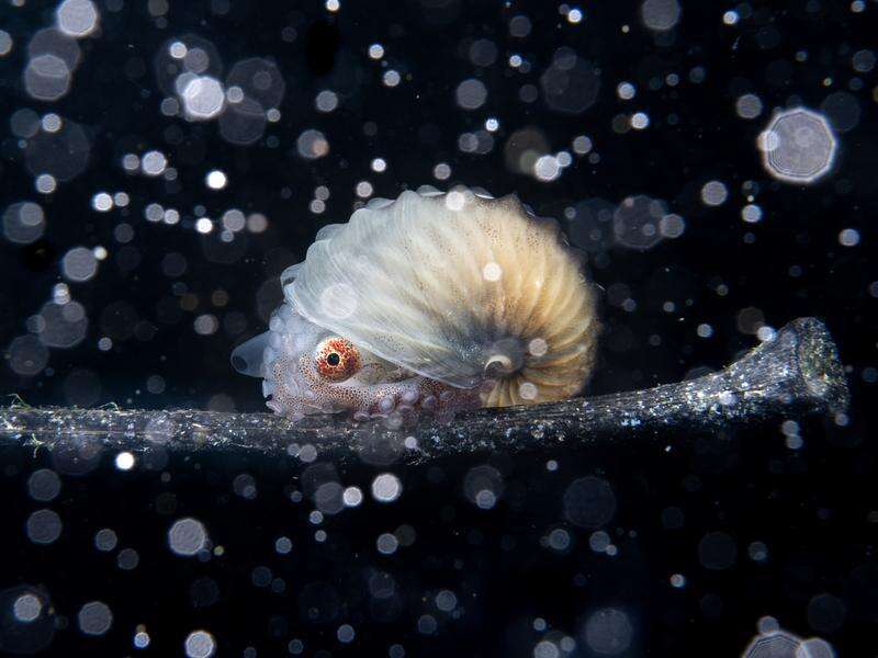 Shelled octopus in spotlight with award-winning photo | Shepparton News