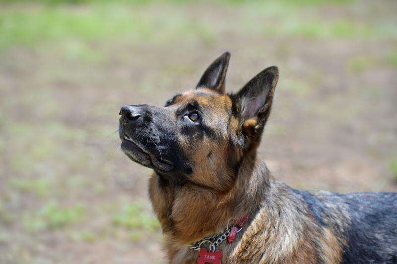 Aid for pets in fire areas