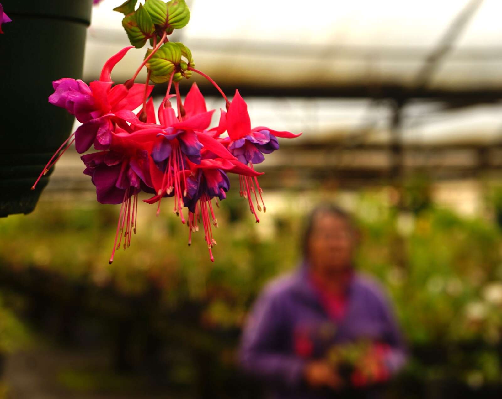The fuchsia looks good | Country News