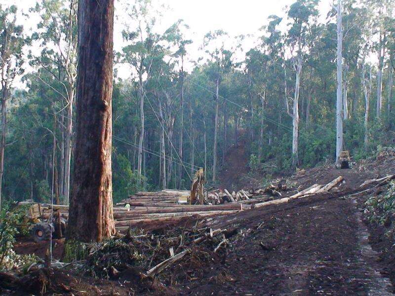 Victoria swings axe to fell native logging industry | Country News