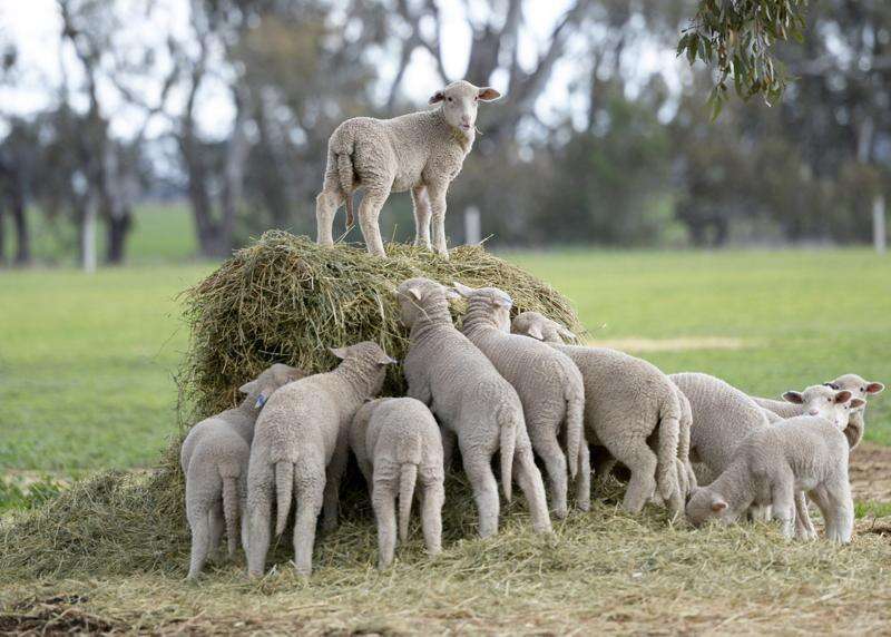 New lamb definition on cards Country News