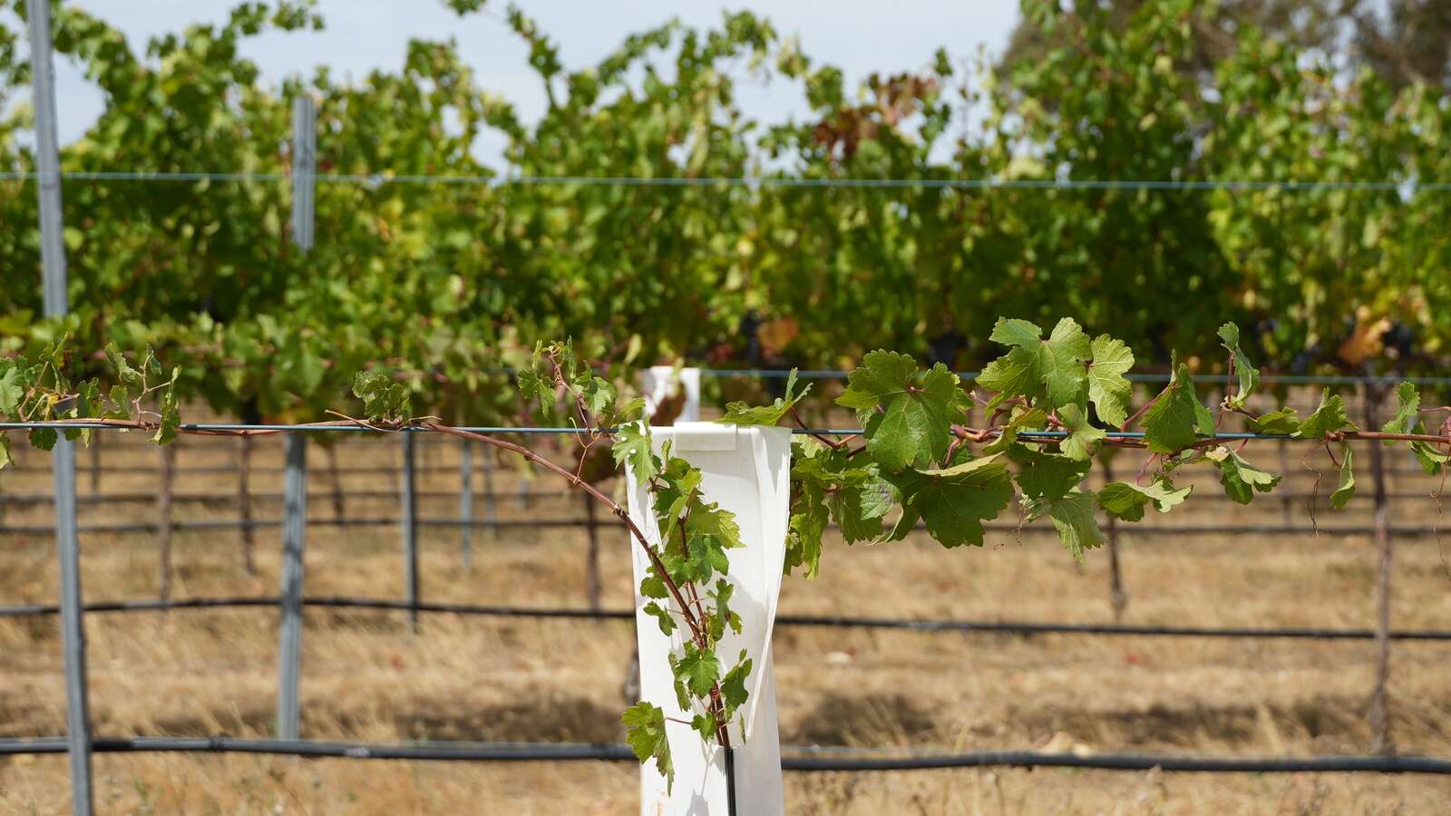 A fine blend of science and vines | Dairy News Australia