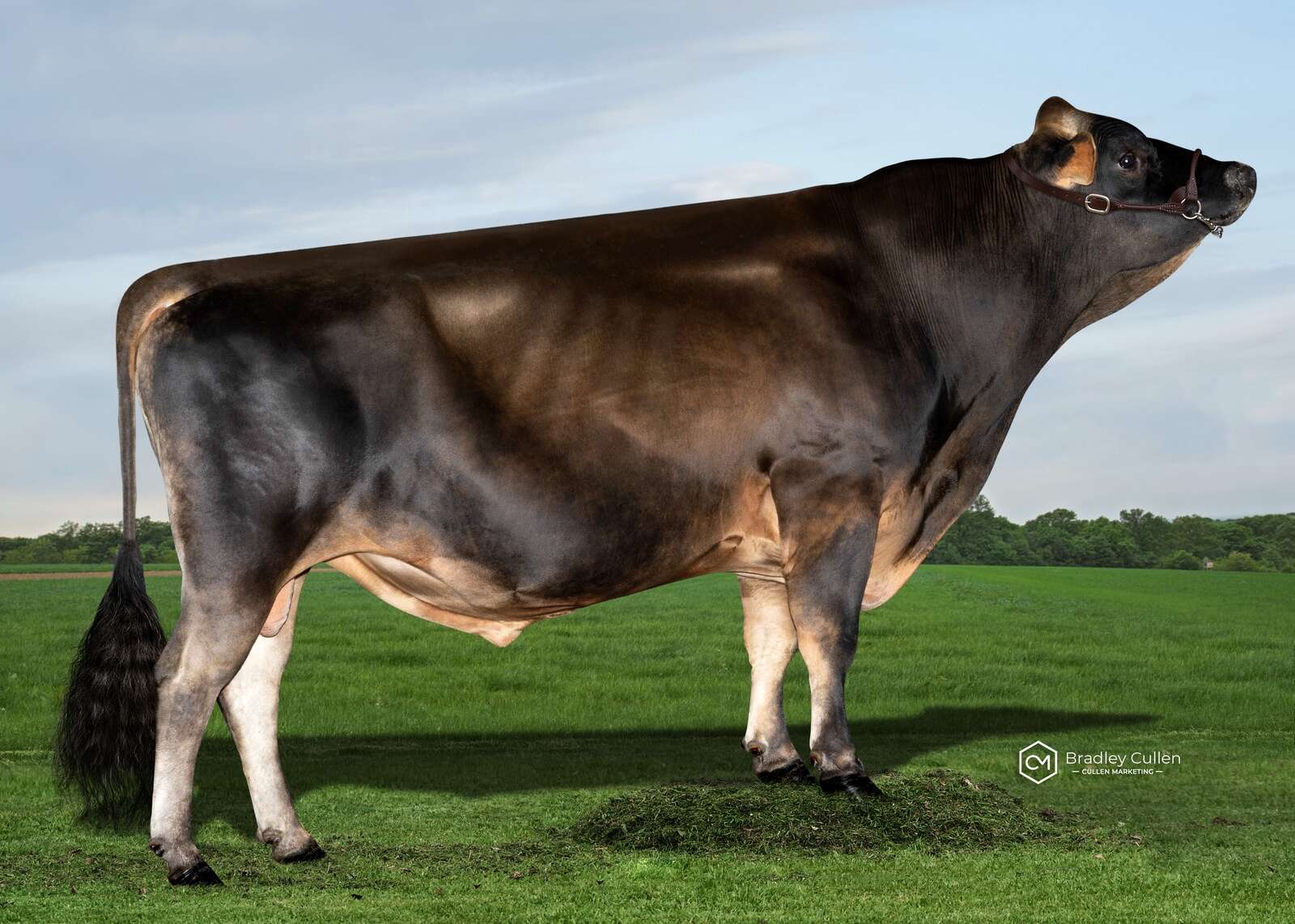 Jersey cattle bull sales