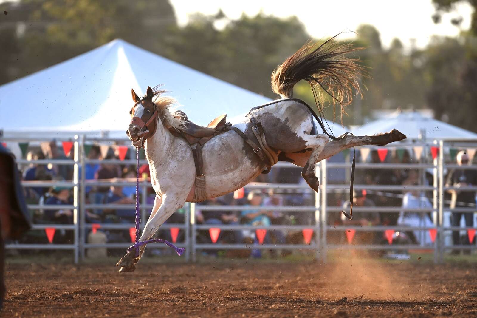 Ain’t no horsin’ around at Ky Rodeo | Seymour Telegraph