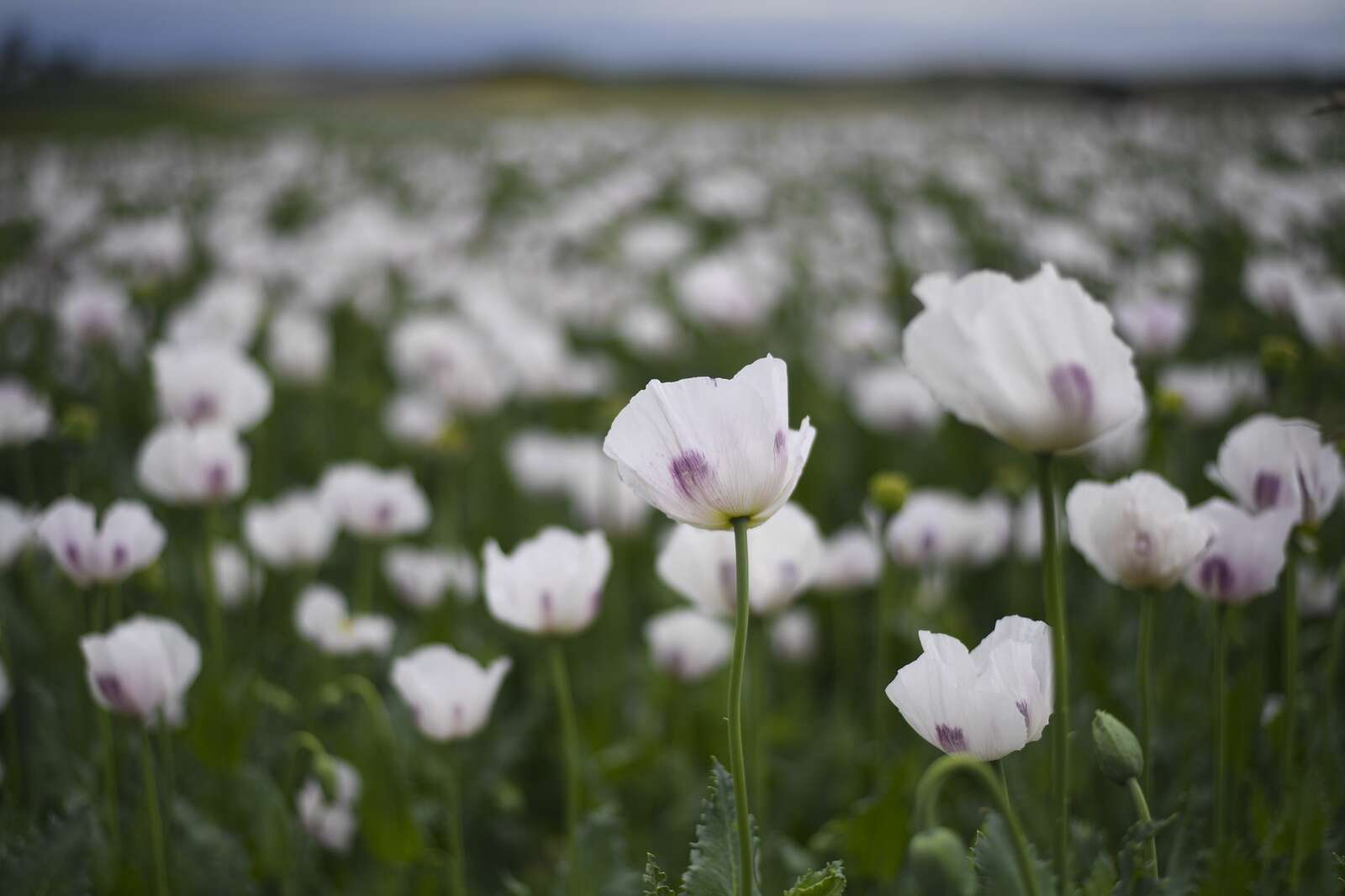 Police warn over poppy farm theft