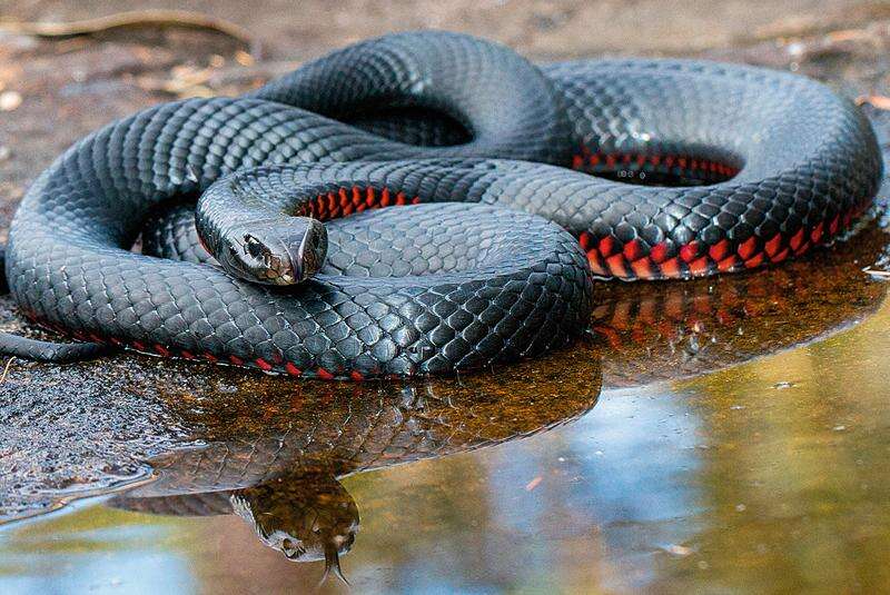 Snakes start to slither out this spring Yarrawonga Chronicle